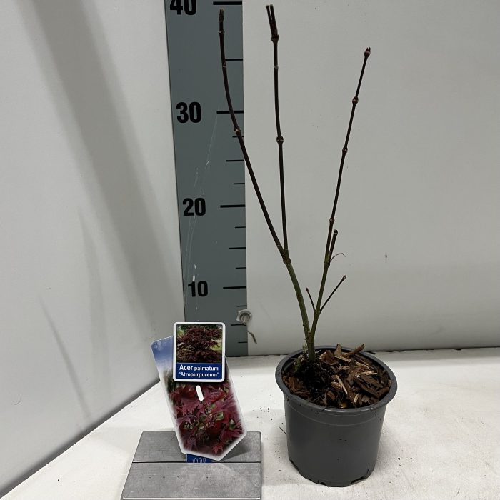 Acer pal. 'Atropurpureum', D 10,5