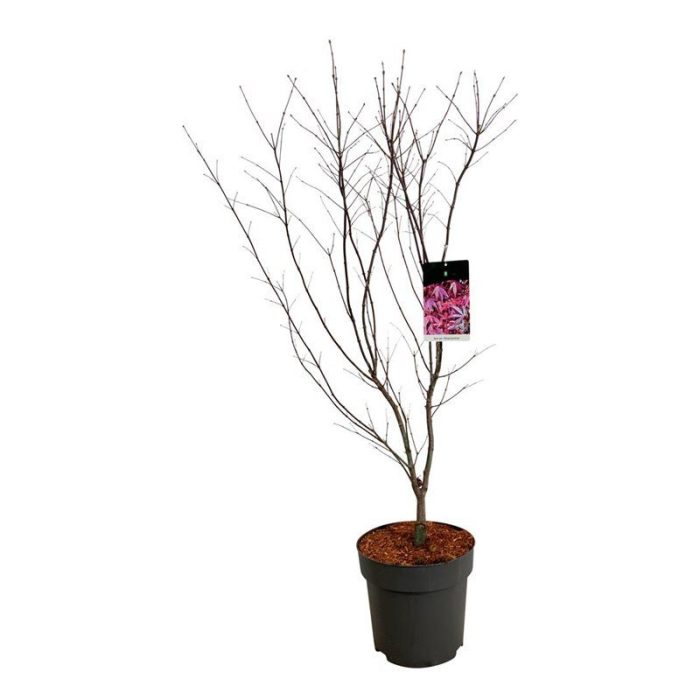 Acer pal. 'Atropurpureum', D 31