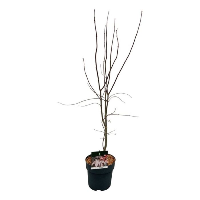 Acer pal. 'Bloodgood', D 23