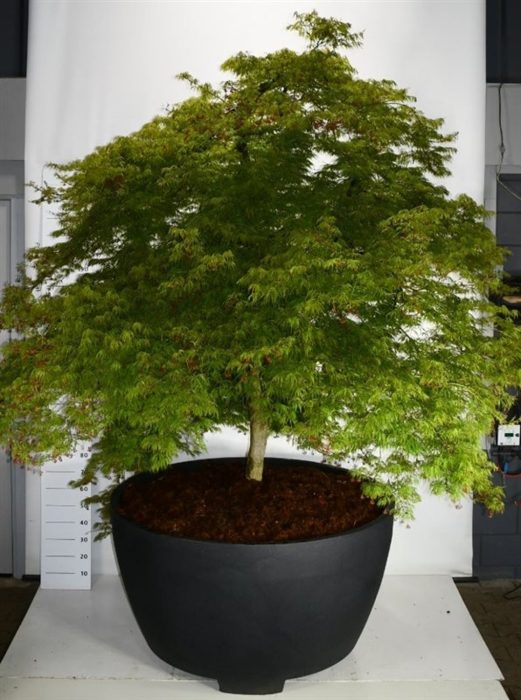 Acer pal. 'Dissectum', D 140
