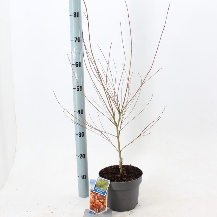 Acer pal. 'Katsura', D 19
