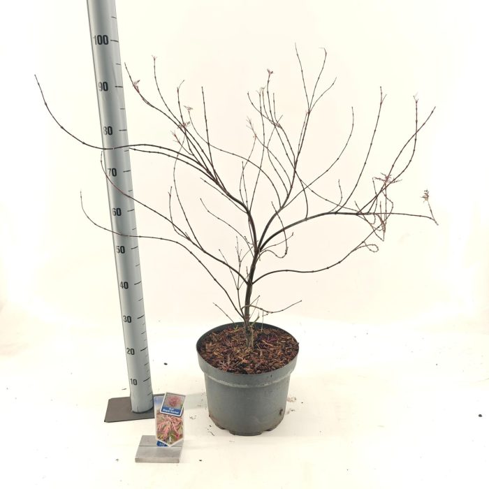 Acer pal. 'Royal Garnet ('Opstal11PBR), D 29