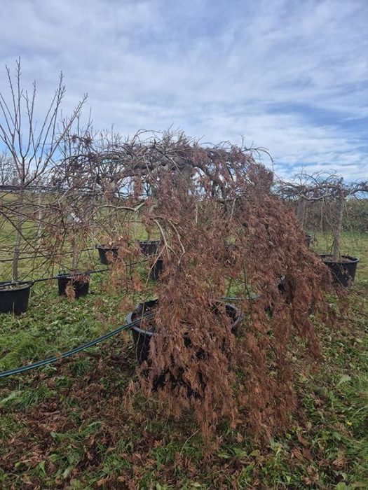 Acer pal. diss. 'Green Lace', D 92