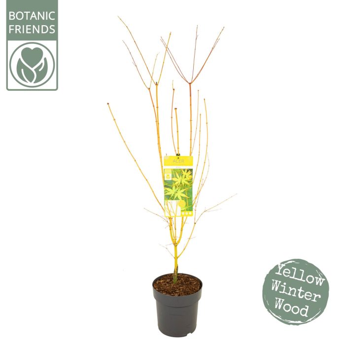 Acer palm. 'Bi hoo', D 24