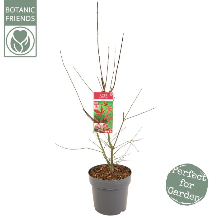 Acer palm. 'Bloodgood', D 29