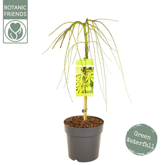 Acer palm. 'Cascade Emerald', D 29