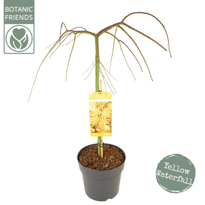 Acer palm. 'Cascade Gold', D 29