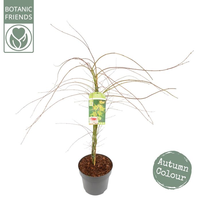 Acer palm. 'Emerald Lace', D 29