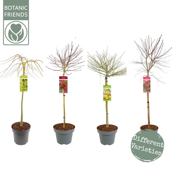 Acer palm. 'MIX' C14 halfstam, D 30