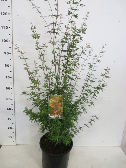 Acer palm. Wilson's Pink Dwarf, D 28