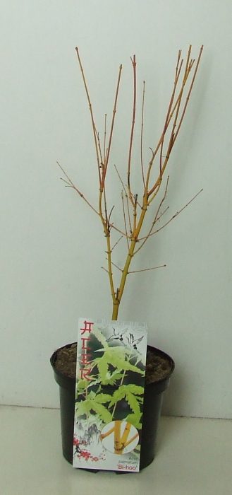 Acer palmatum 'Bi Hoo' P19, D 19