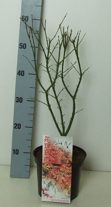 Acer palmatum 'Jerre Schwartz' P19 Full CC, D 19