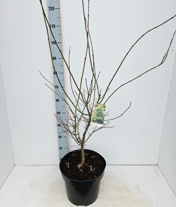 Acer palmatum 'Koto-no-ito', D 31