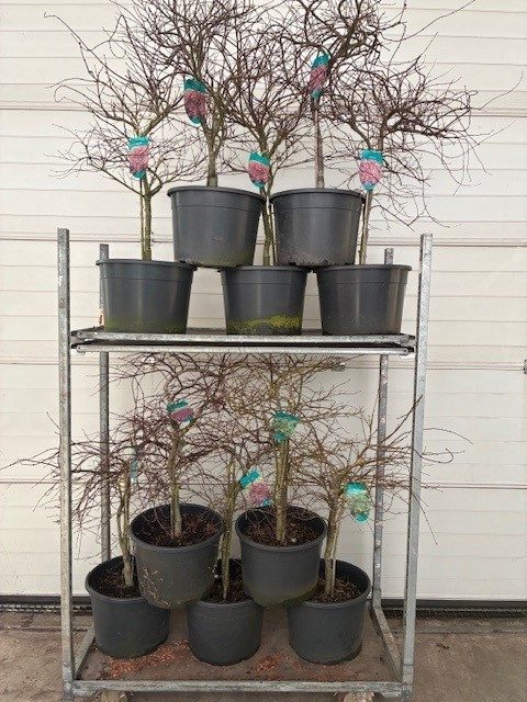 Acer palmatum Dissectum MIX P38, D 38