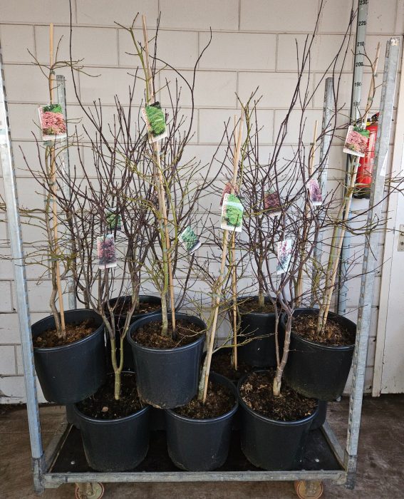 Acer palmatum Mix C20/36cm, D 36
