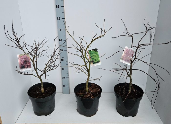 Acer palmatum Mixlaag, D 26
