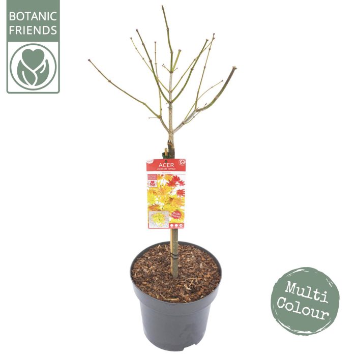 Acer shir. 'Moonrise' C14 laagstam, D 30