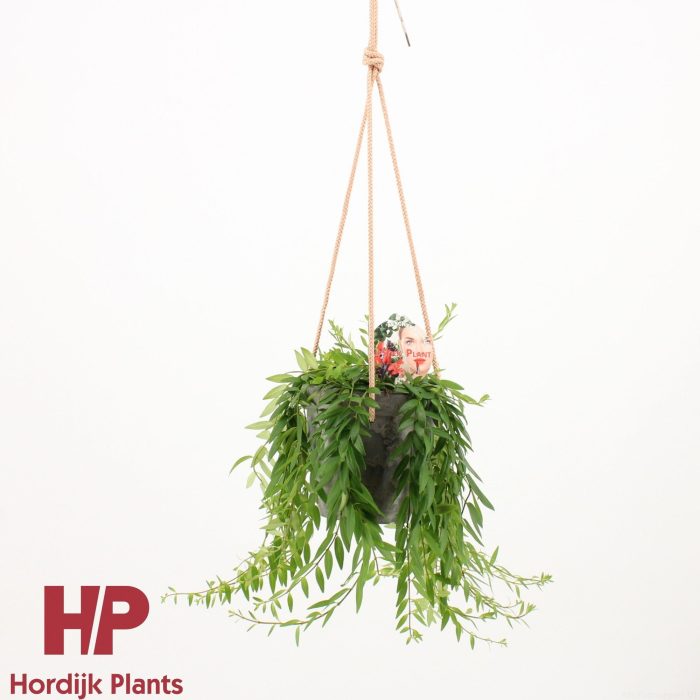 Aeschynanthus Japhrolepis incl. sierpot met touw, D 15