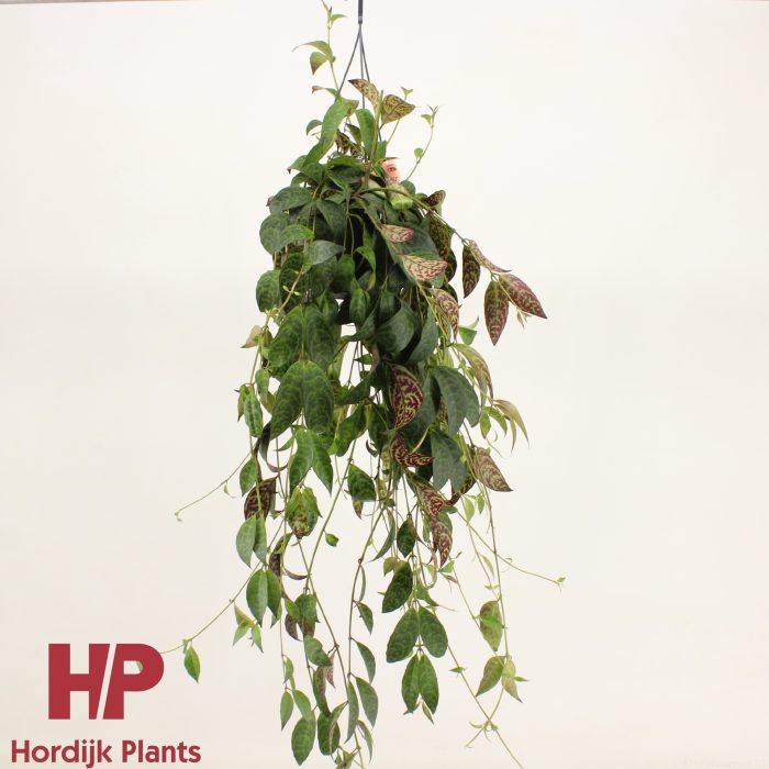 Aeschynanthus Marmoratus, D 15