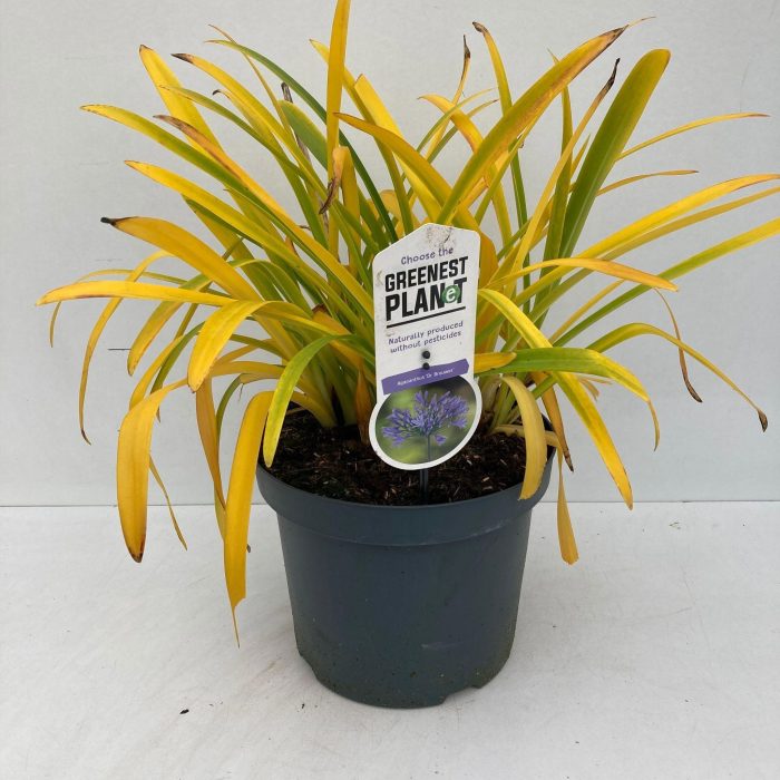 Agapanthus 'Dr Brouwer', D 26
