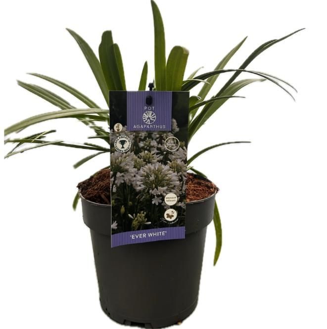 Agapanthus 'Ever White' P17 EVERGREEN, D 17