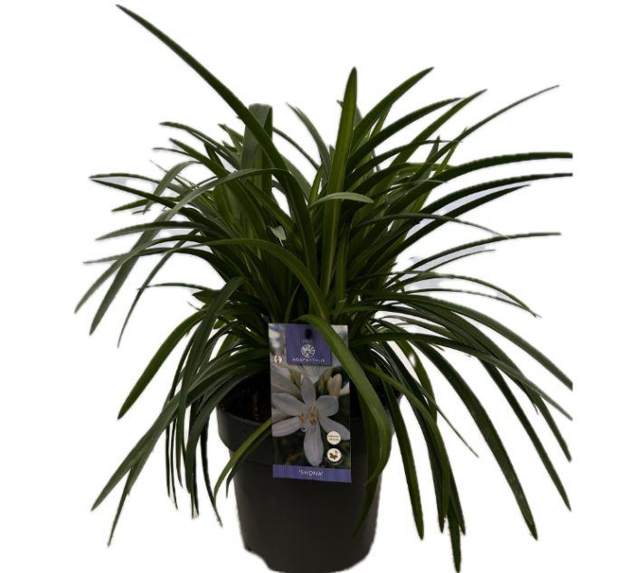 Agapanthus 'Shona' P22 EVERGREEN, D 22