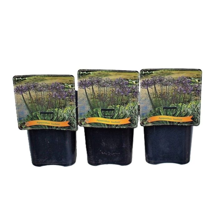 Agapanthus 'Sunfield' C5, D 21