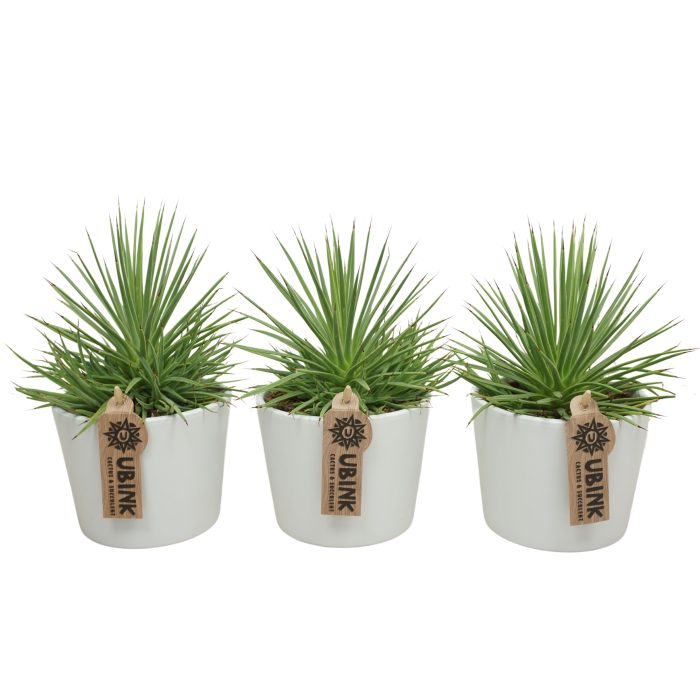 Agave nana in 12 cm 'Witte Pot', D 10,5