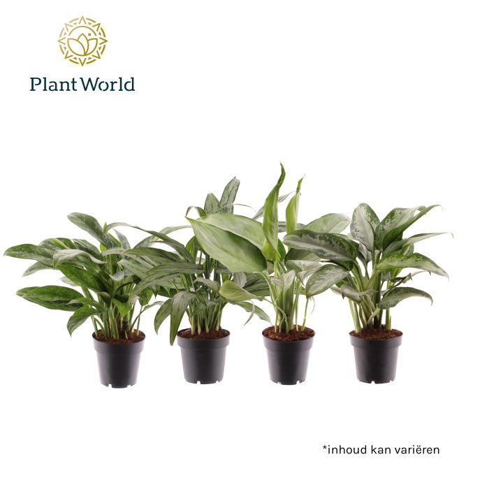 Aglaonema gemengd, D 12