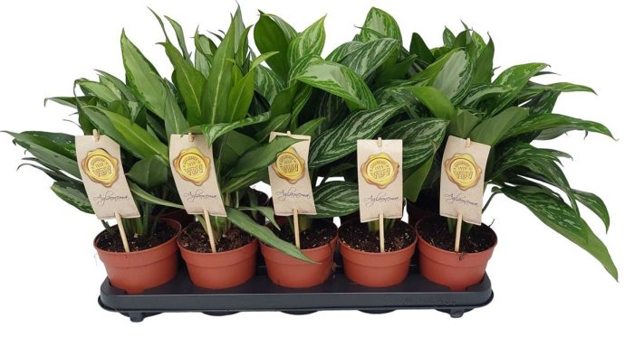 Aglaonema gemengd Groen, D 12