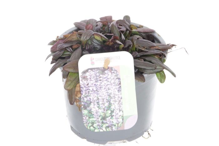 Ajuga reptans Chocolate Chips, D 13