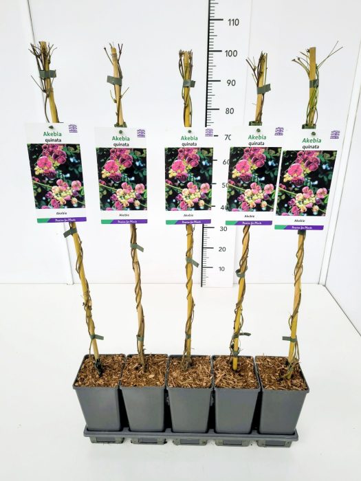 Akebia quinata 80CMC2, D 17