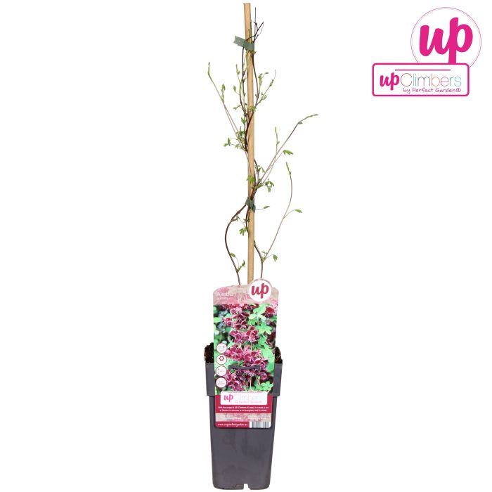 Akebia quinata P15, D 15