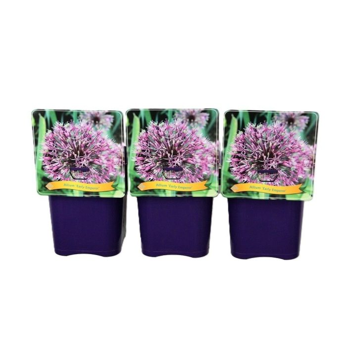 Allium 'Early Emperor' C5, D 21
