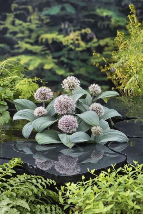 Allium karataviese, D 9
