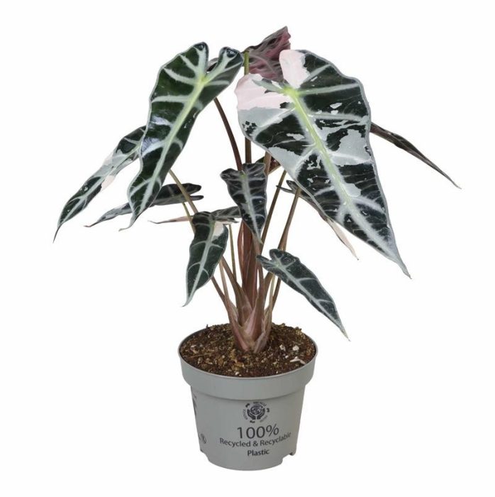 ALOCASIA BAGINDA, D 12