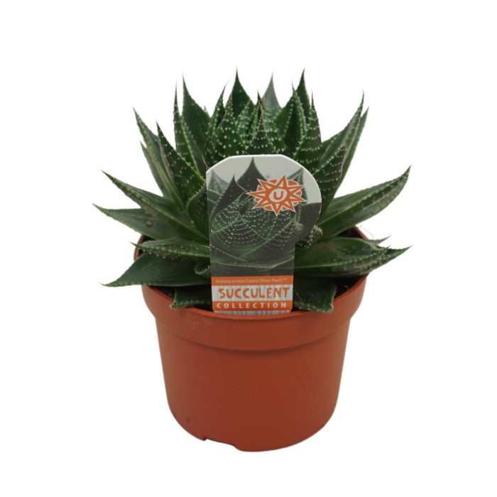 Aloë Cosmo 10,5 cm met etiket, D 10,5