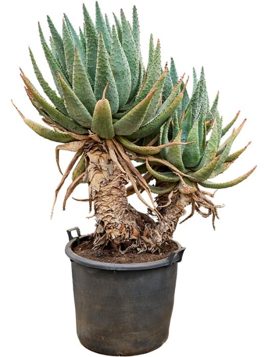 Aloe marlothii, D 70