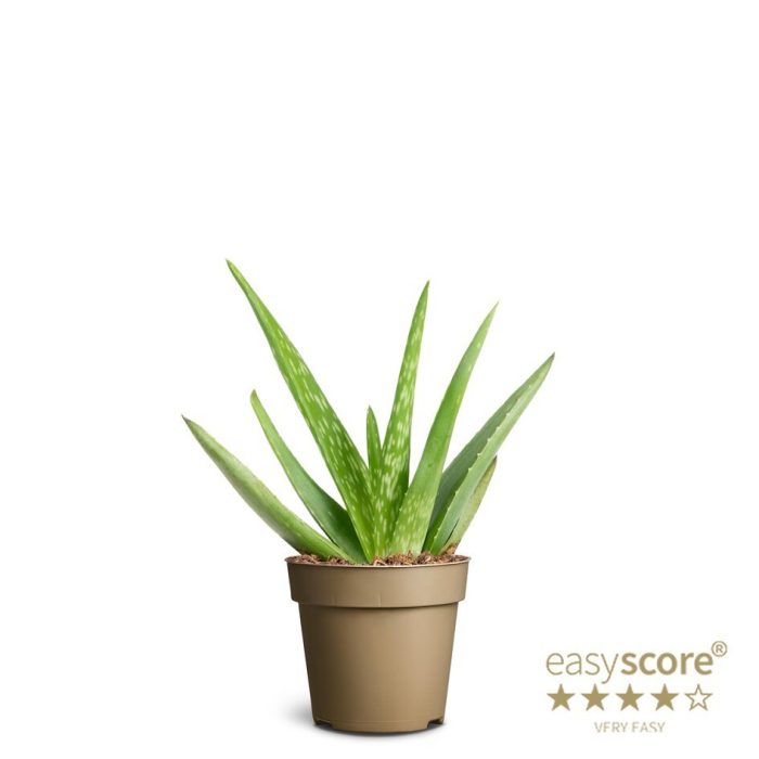 ALOE VERA, D 9