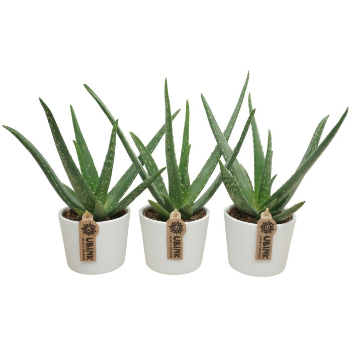Aloë vera in 12 cm 'Witte Pot', D 10,5