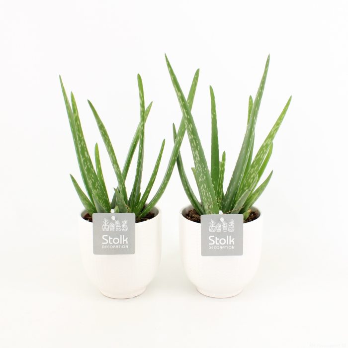 Aloe Vera in Liv keramiek, D 13