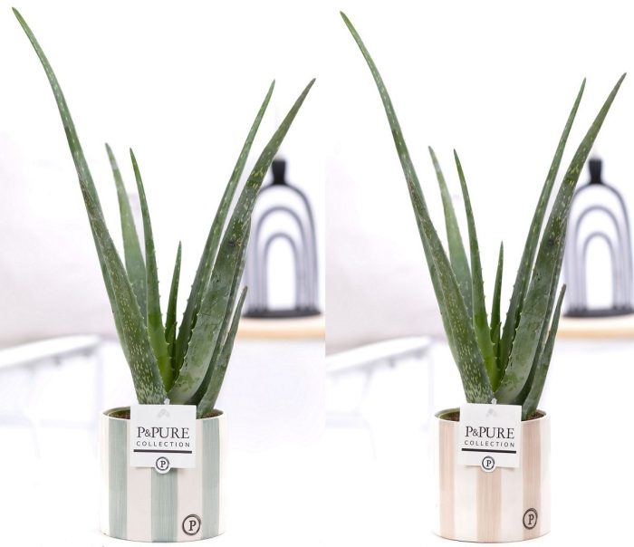 Aloe Vera in P&PURE Eline 2 ceramics ass. 3, D 12