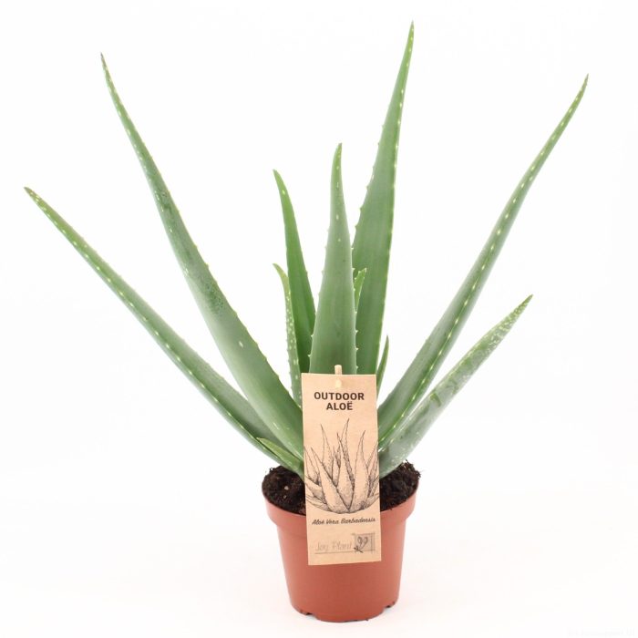 Aloe Vera P14 OUTDOOR, D 14