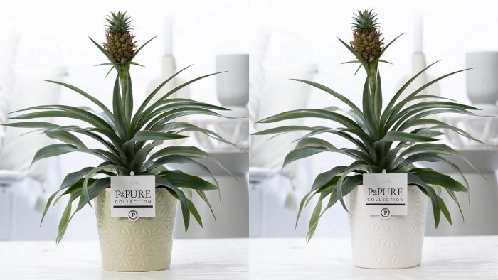 Ananas Rosita in P&PURE Juliette ceramics ass. 3, D 12