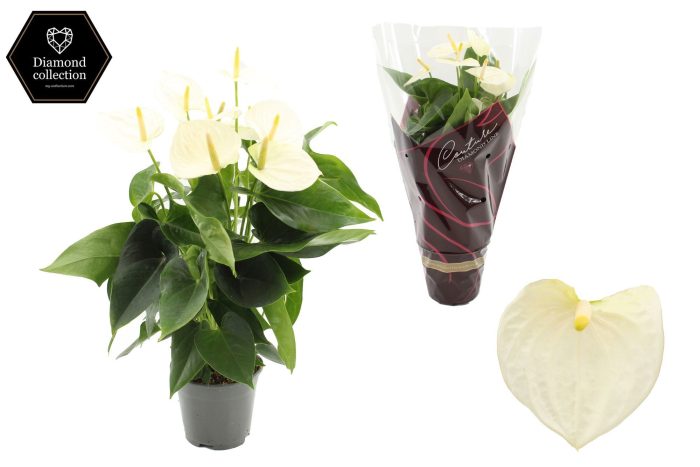Anthurium 14 cm Cocos in Couture Diamond Line Purple sleeve, D 14