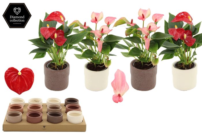Anthurium 6 cm 2 color mix in Rustic ceramics, D 6
