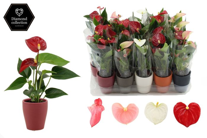 Anthurium 6 cm 4 color mix in Carly mix 1 ceramics, D 6