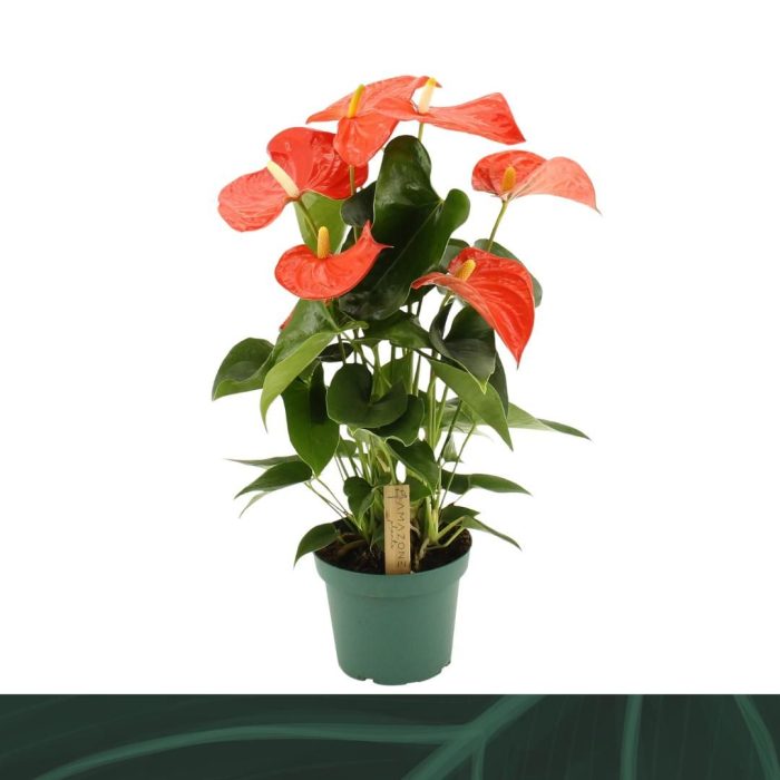 Anthurium Florida 14cm, D 14