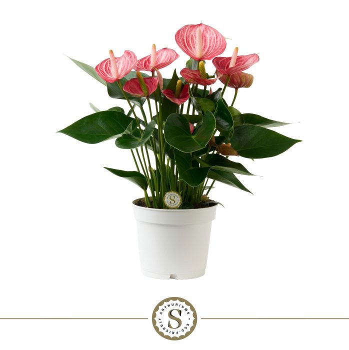Anthurium Livium Briljante 12cm, D 12