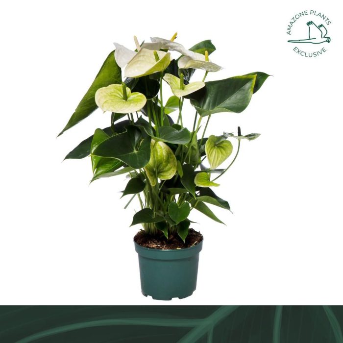 Anthurium Samora 17cm, D 17